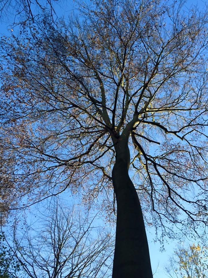 Eine große Buche hält ihre Krone vor blauem Himmel in die Sonne .