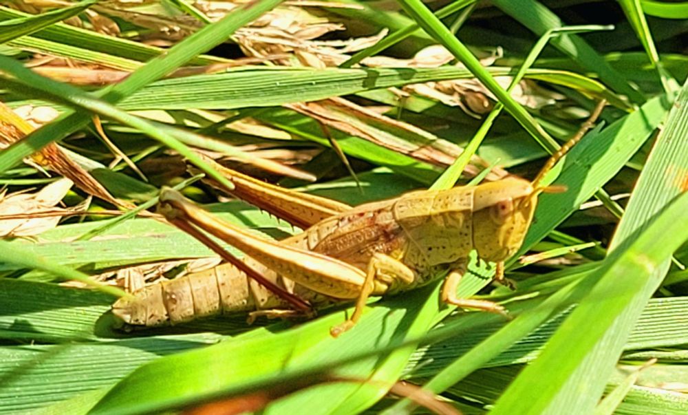 Ein Heupferd im grünen Gras