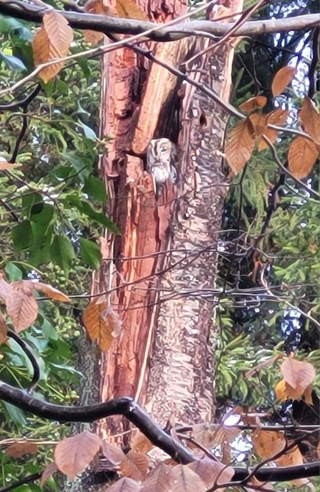 In einem abgebrochenen Baumstamm lebt ein Waldkauz. Er sitzt am Eingang seiner Behausung und genießt die Morgensonne. 