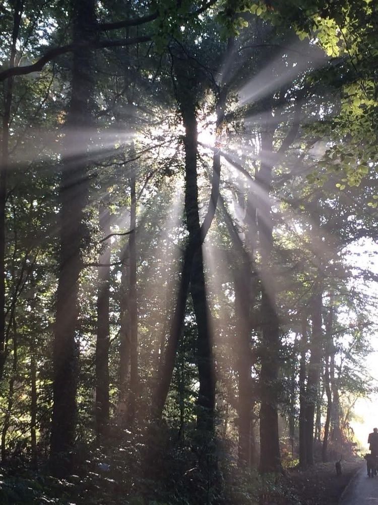 Im Wald. Die Sonne ist genau hinter einem großen Baum und man kann ihre Strahlen deutlich erkennen.