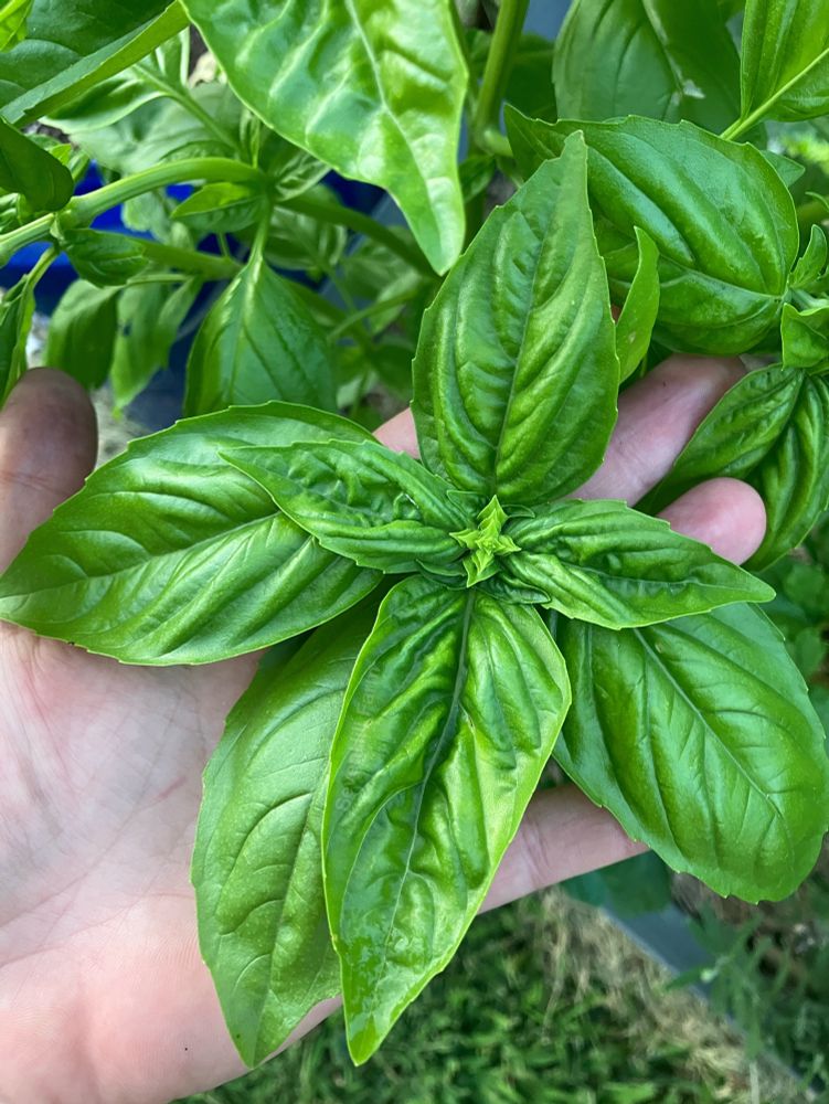 A woman’s hand holding the top few leaves of a stalk of basil- the leaves are large, bright green and puckered. 