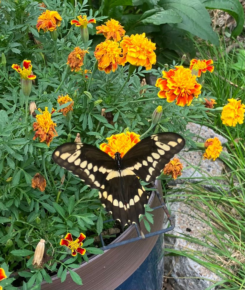 A large butterfly with black wings edged in spots of yellow. It rests with wings open on a patch of marigolds. 