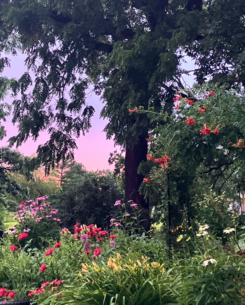 A garden with an array of flowers in foreground, trees in midground, and a glowing pastel pink & purple sky in background 