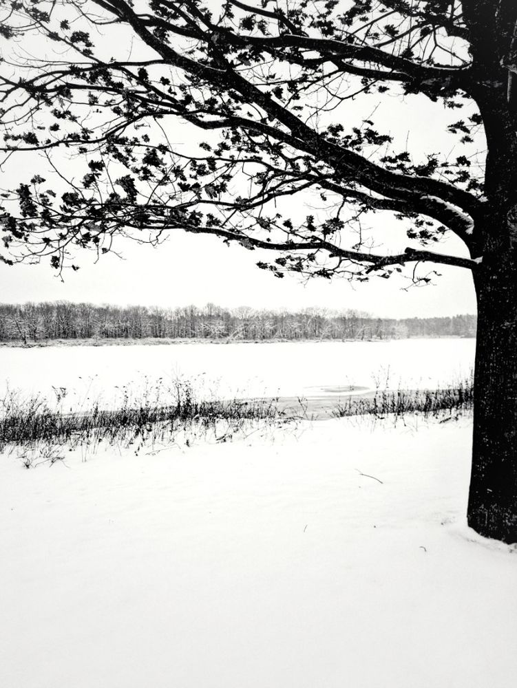 A partially barren tree sits starkly on a snowy white river bank... Across the smooth expanse of a white river, the distant shore lined with dense beautiful forest 