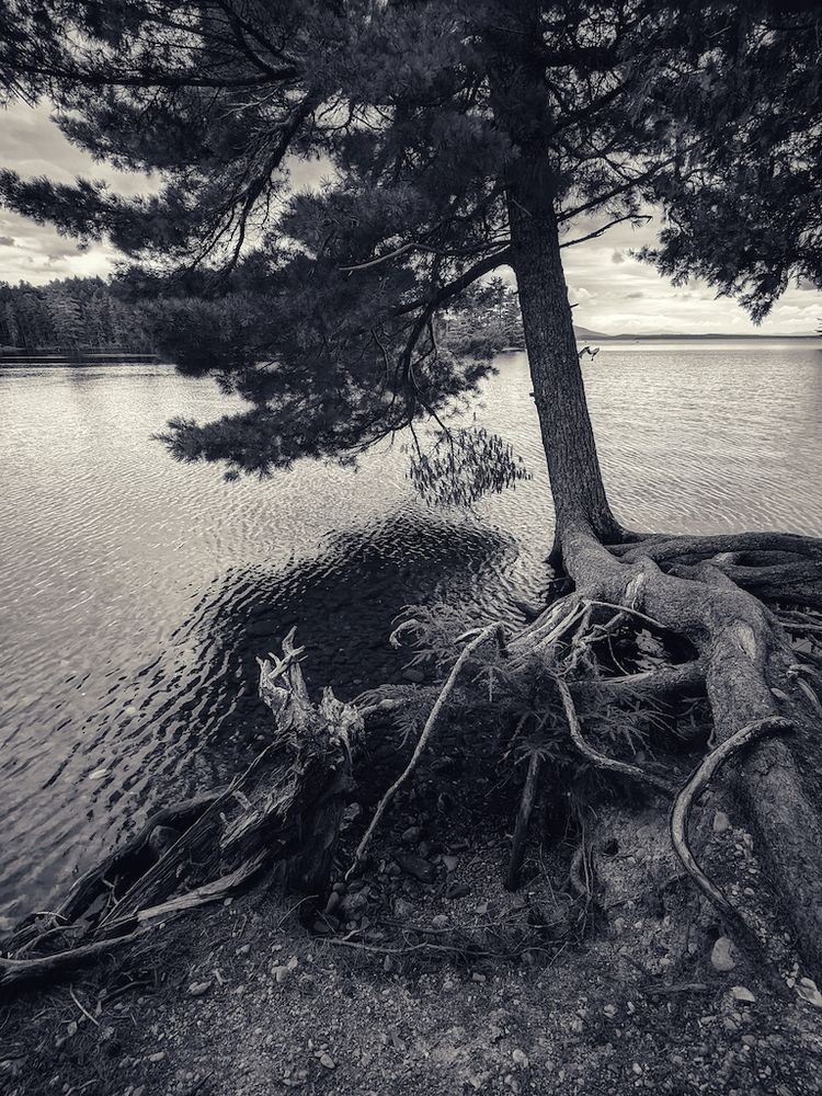 a handsome tree leans back gracefully over the placid waters while its gnarled roots clasp tightly to the shoreline, in the distance on the horizon, the far side of the expansive lake under a gently humid and overcast sky