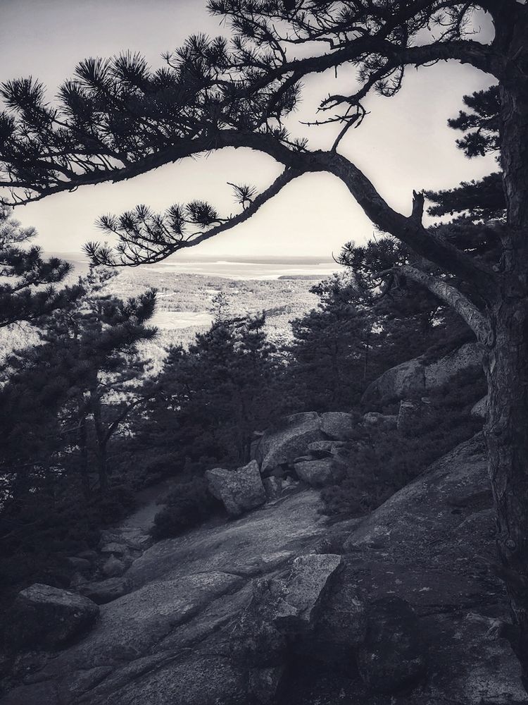 view from the shaded granite slopes of Huguenot to Frenchman's Bay bathed in bright morning light in the distance, white pine line the mountain side in patchy fashion