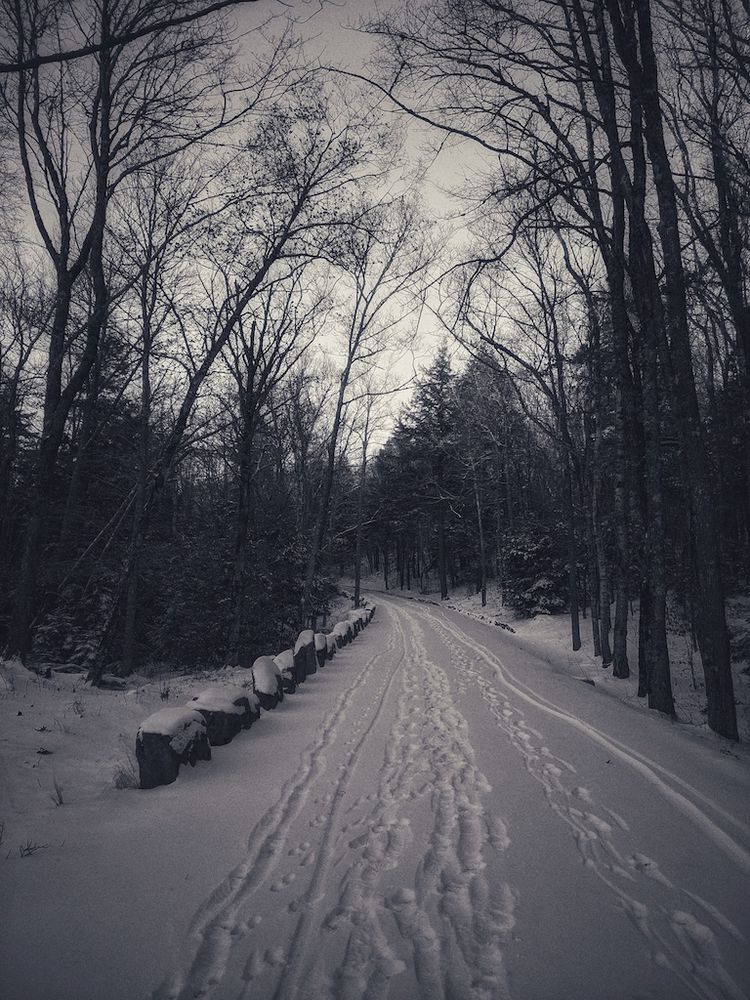 image of a snowy carriage trail in late winter just before dusk, the barren trees dividing the sky into pulsing, bio-morphic forms