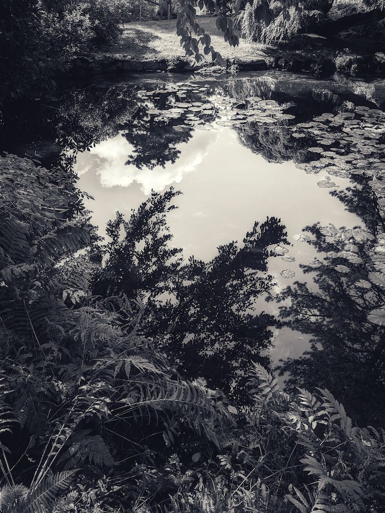 an image of the still surface of a pond framed by shrubs and bushes of a famous botanical garden. the perfect reflection features the clear sky and white clouds along with bushes and trees branches