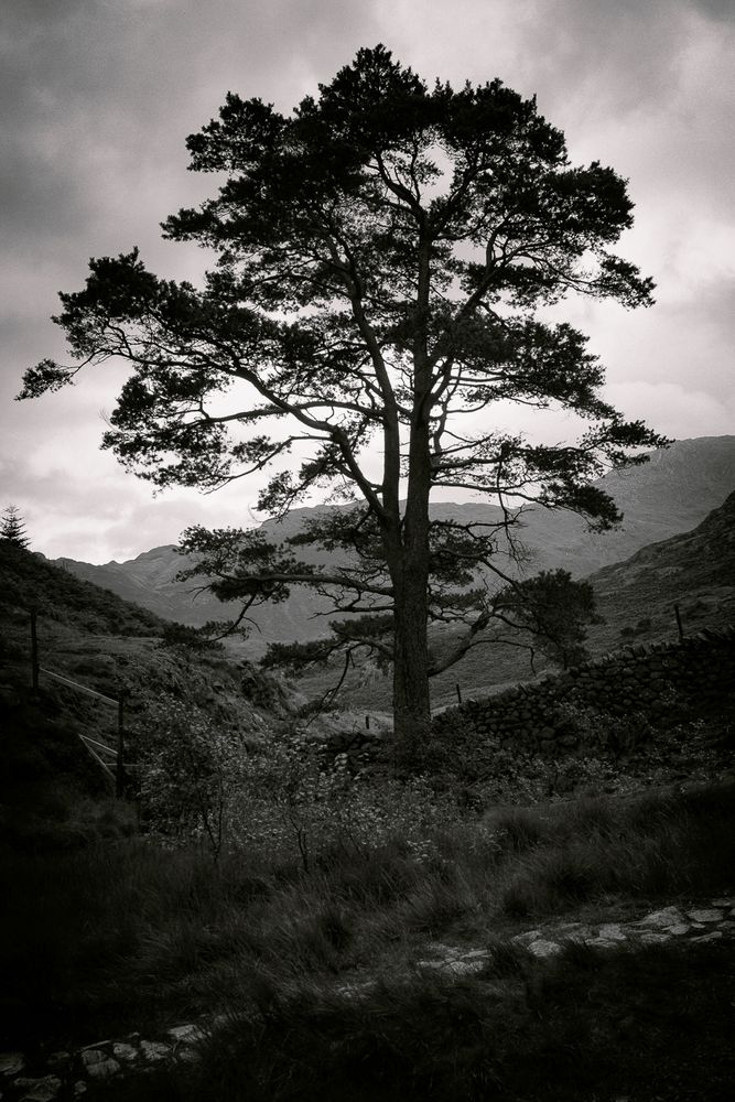 an image of a large, proud tree standing tall in the moody winter foothills outskirts of Blea Tarn, the UK's Lake District National Park