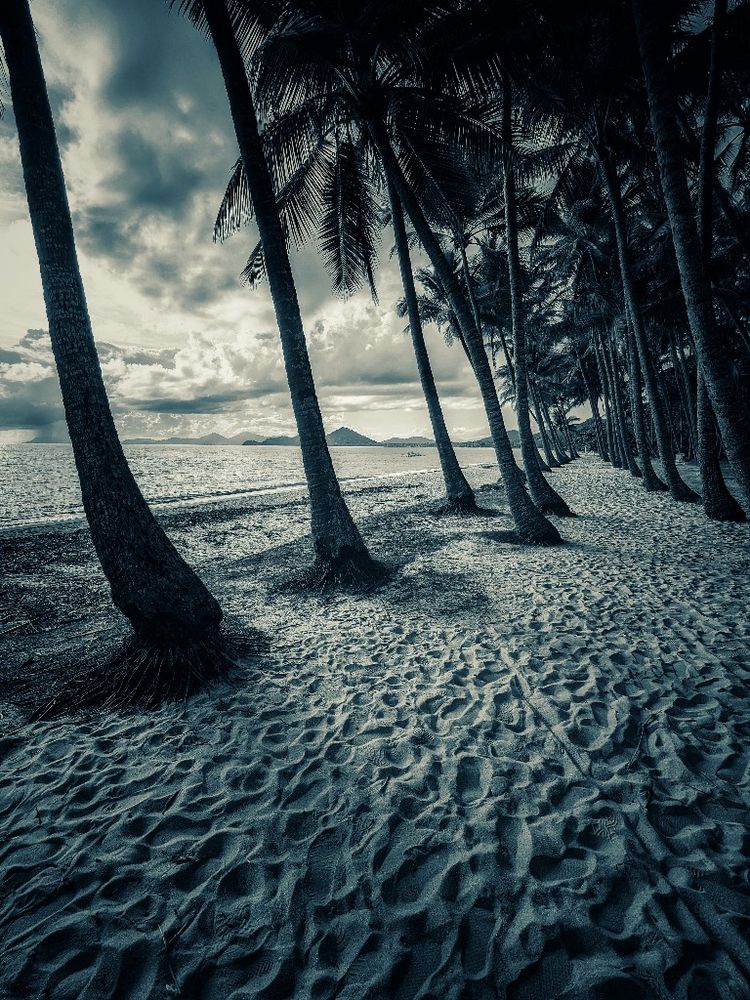 a mesmerizing view of sandy beach path viewed through rows of stately palm trees -- a riveting tropical coastline replete with numerous islands, a standard of the south pacific, in stark morning light