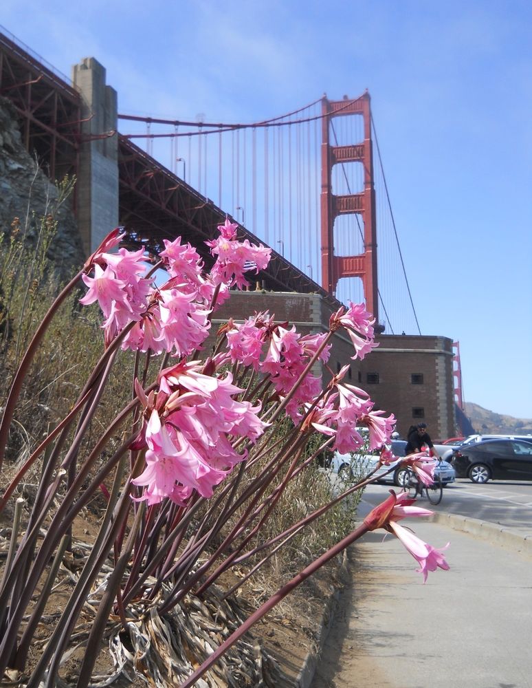Pink flowers, with Fort Point and the Golden Gate Bridge in the background.