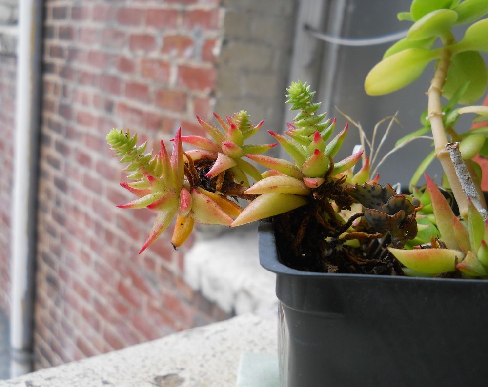 Small succulent eagerly growing out of the confines of its pot, on a window ledge in an old brick building