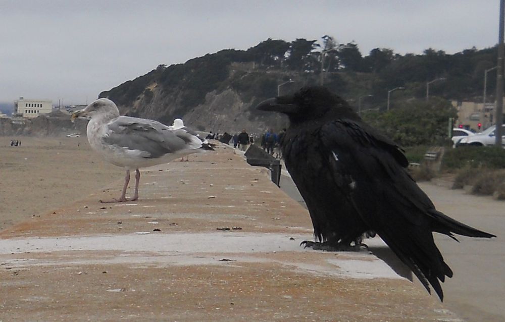 And old crow or raven sitting next to an old seagull on a wall, both looking out at the ocean.  The Cliff House is in the distant background.