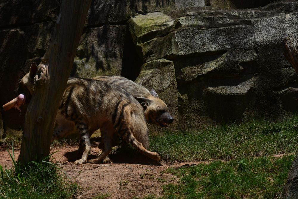 Two striped hyenas, one partially covered by a tree and the other behind it, going the opposite direction of eachother