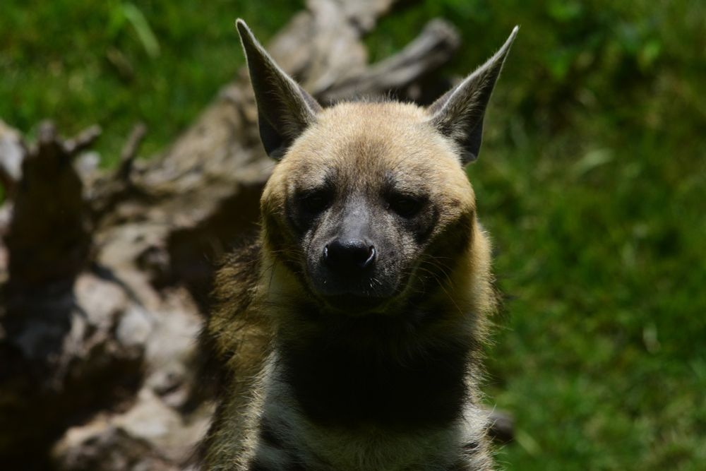 Similar to the previous closeup photo of a striped hyena in a 3/4ths profile view but with its face slightly more angled towards the viewer