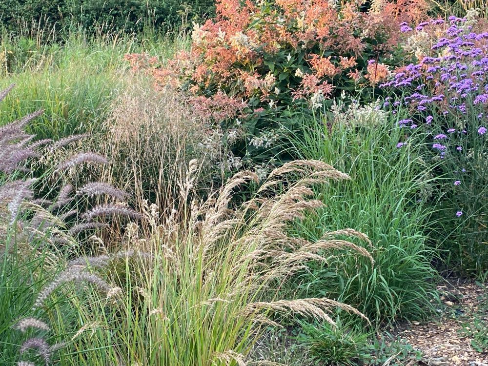 Ornamental grasses