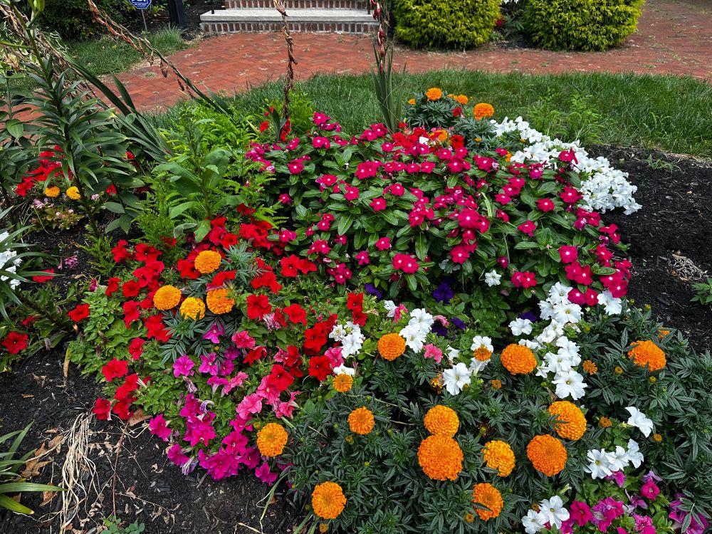 Pretty flowers — I don’t know their names 🥴