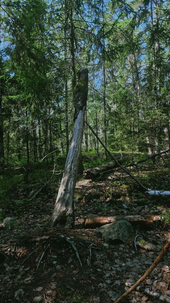 Swedish lush forest, photography