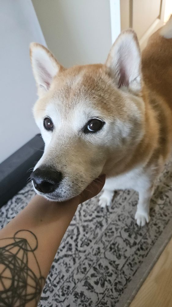 Hand scratching Shiba's chin