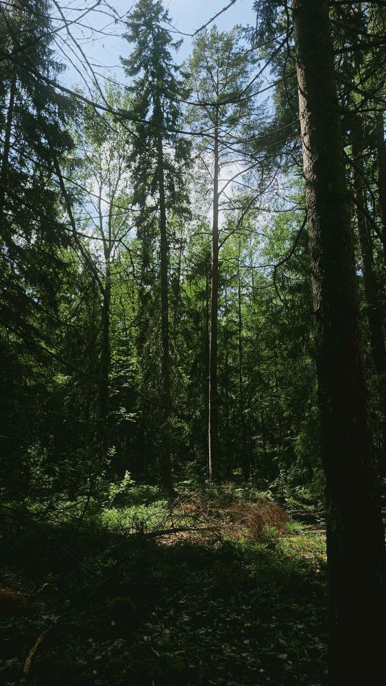 Swedish lush forest, photography