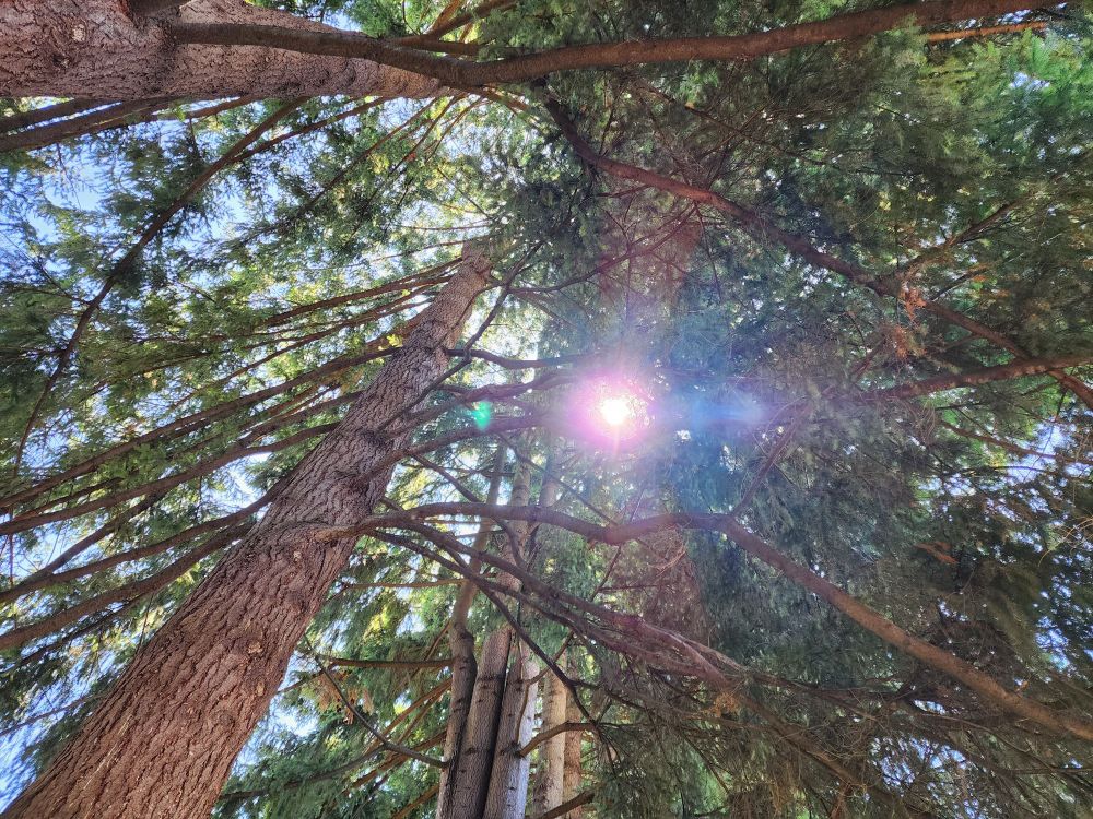 Sunshine peeking through a dense cluster of fir tree branches. I found the scent of the fir trees invigorating and the shade was greatly appreciated.
