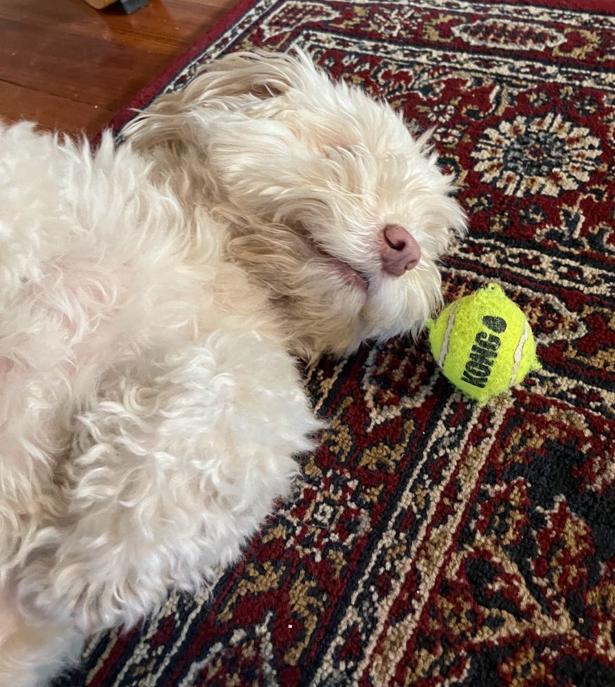 Small white dog with ball