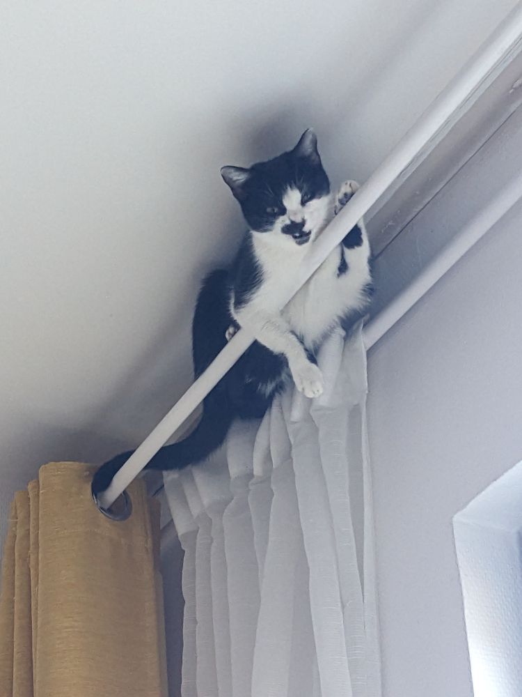 Zoom sur le petit chat en haut de sa tringle à rideau. Elle s'apprête à bailler et ça lui fait une tête grognon avec la babine retroussée sur sa dent.