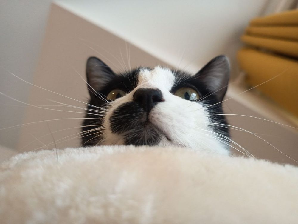 Petite tête de chat, qui dépasse de son arbre à chat, pour t'observer.