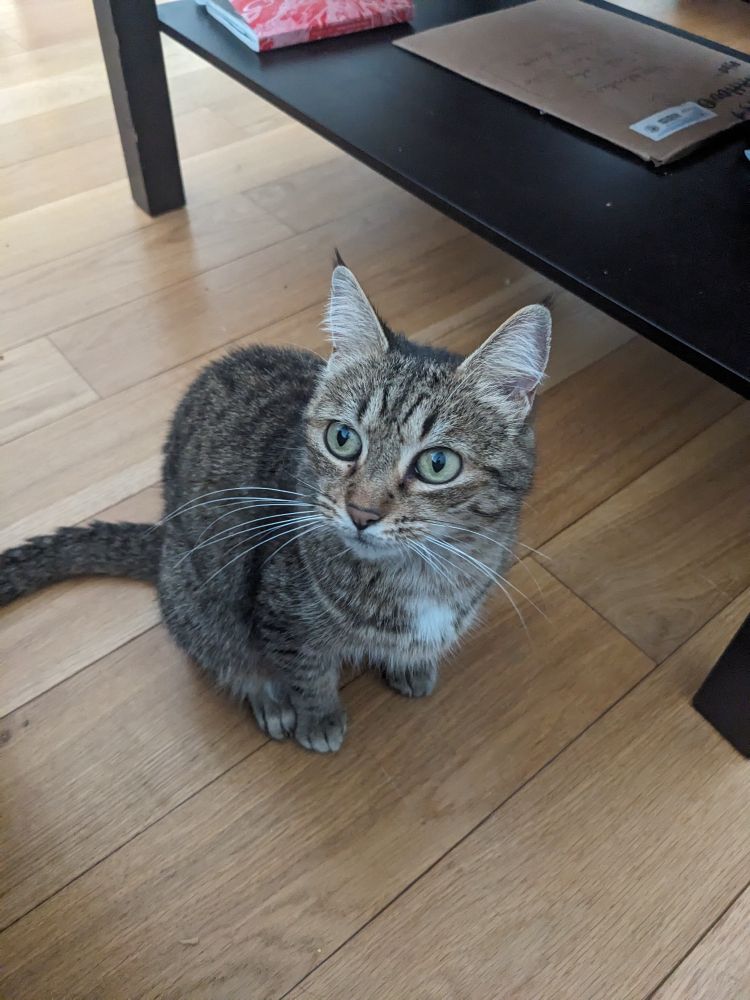 Photo d'un petit chat