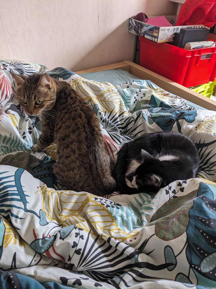 2 chats qui sont posés sur mon lit