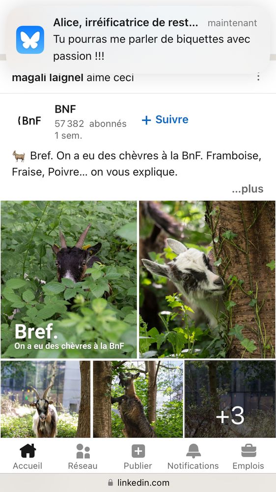 Capture d’écran montrant à la fois le message d’Alice à propos de ma passion des biquettes et un post de la BnF à propos de leurs chèvres sur lequel je venais de tomber exactement au même moment. 