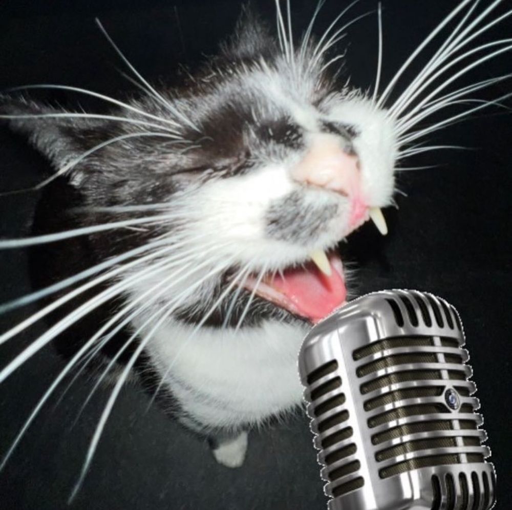 Adorable black and white cat with large whiskers opens their mouth wide, showing two cute, sharp front teeth. A microphone png has been applied to make the cat appear to sing.