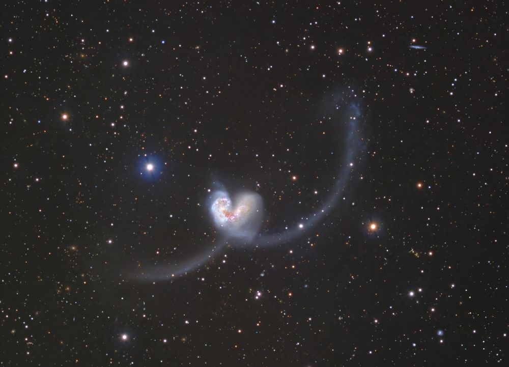 Camera: ZWO ASI 2600MM + Baader 36mm filters
Scope/Mount:  APM TMB-LZOS 152/1200 at 900 FL  / CEM120EC2
Subs: 48 x L @ 600 sec, 21 x RGB @ 600 sec @Gain 0, Offset 20
Acquired using ekos/indi and processed in PixInsight - includes using the various XTerminator tools.

The Antennae Galaxies are two galaxies about 45 million light-years away in the constellation Corvus that are interacting in a galactic collision to form one giant galaxy in the future. The name was given because of the two long tails of stars, dust and gas ejected from the galaxies from the collision that resembled an insect's antennae. This image was processed using data acquired in April and June 2024 from the Flaxton Dome and has a total integration of 18.5 hours. 
