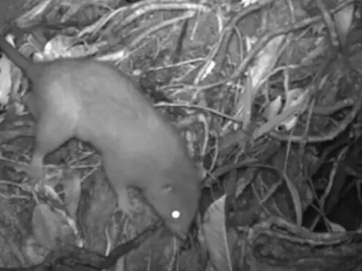 © ECOLOGY AND EVOLUTION (2023). DOI: 10.1002/ECE3.10703 (AUSSCHNITT)