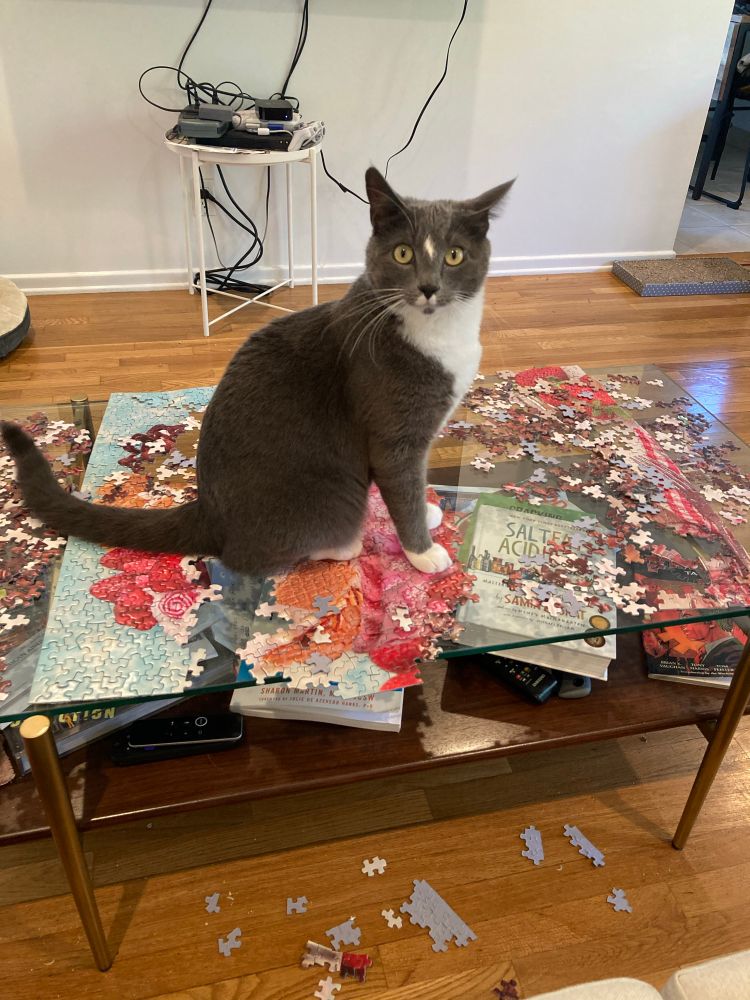gray and white chaos cat standing on a partly puzzle. several pieces are on the ground