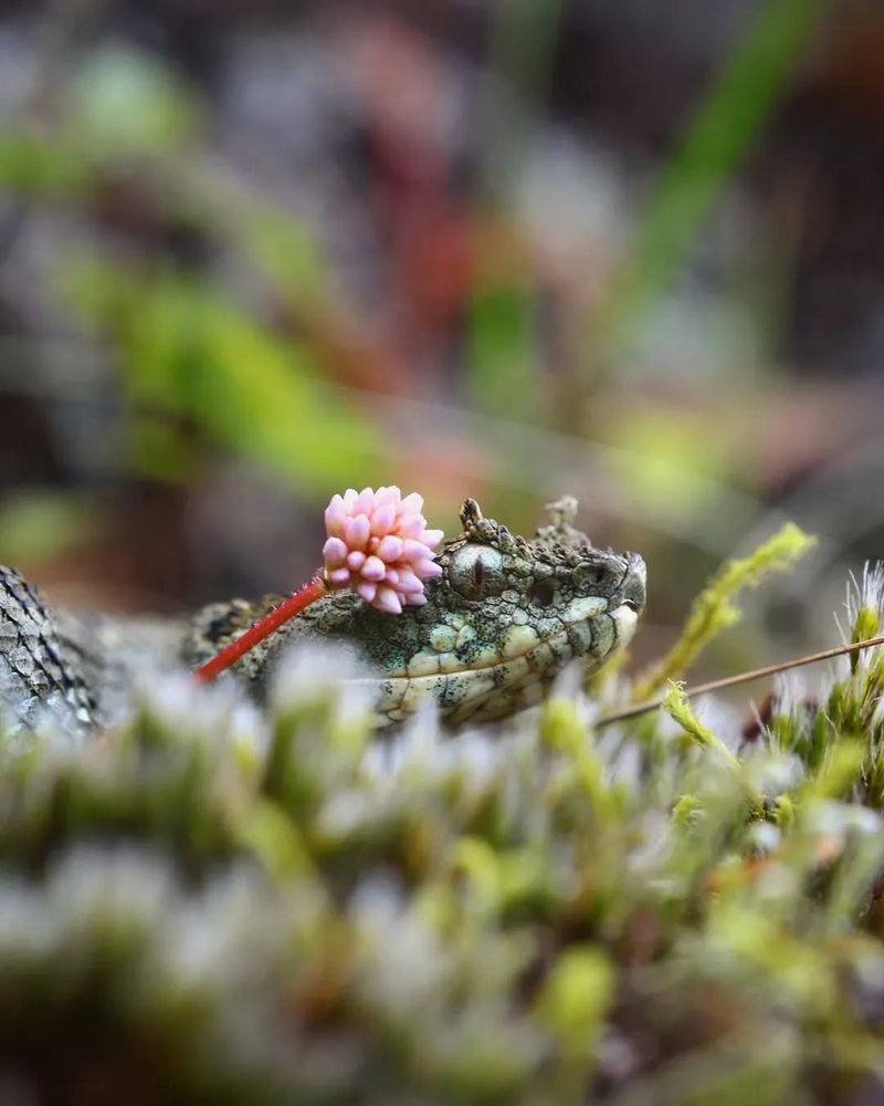 Emerald horned pit viper with a flower on its head
