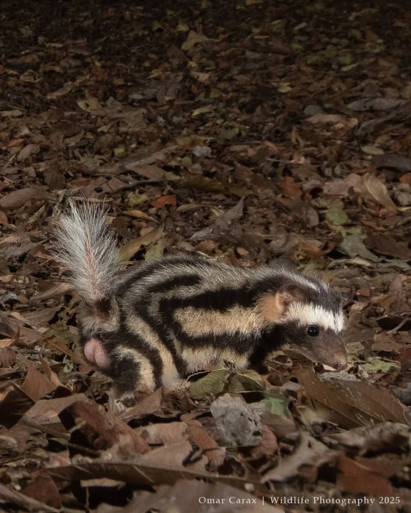 a Pygmy spotted skunk in its habitat