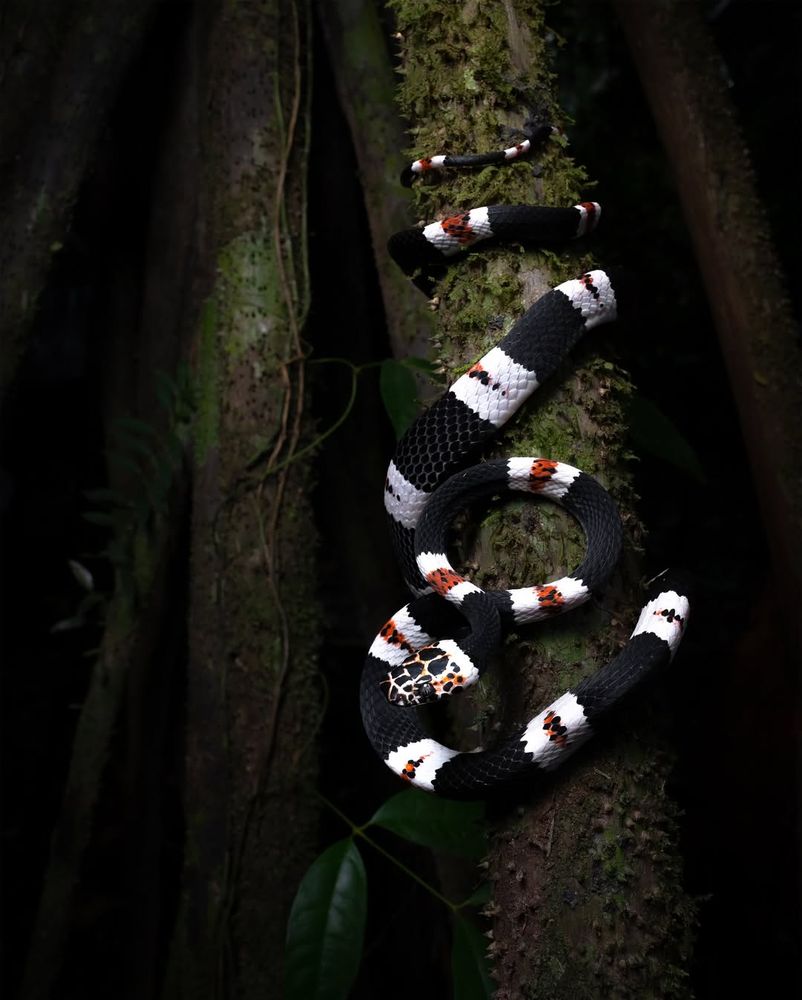 an Amazon banded snake  crawling down a tree