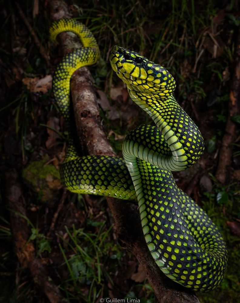 Malcolm's Pot Viper laying over a tree branch in the jungle