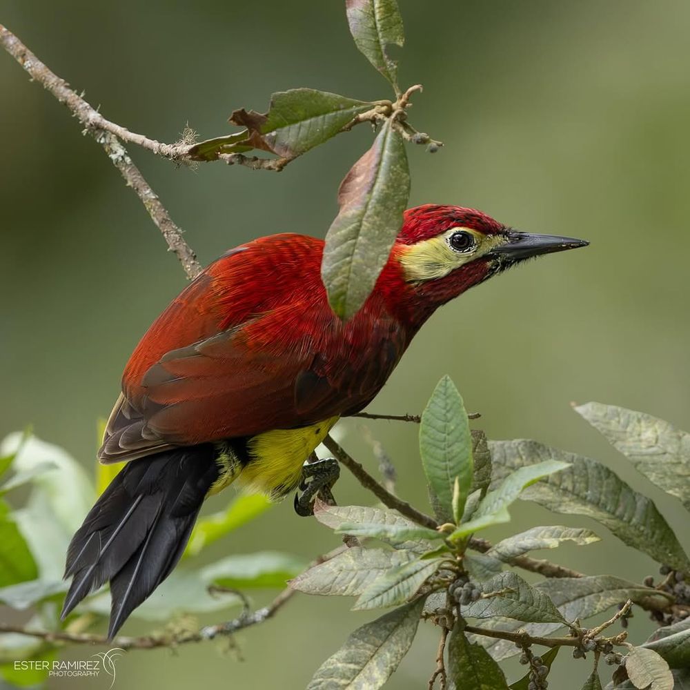 a Crimson-mantled Woodpecker in the wild