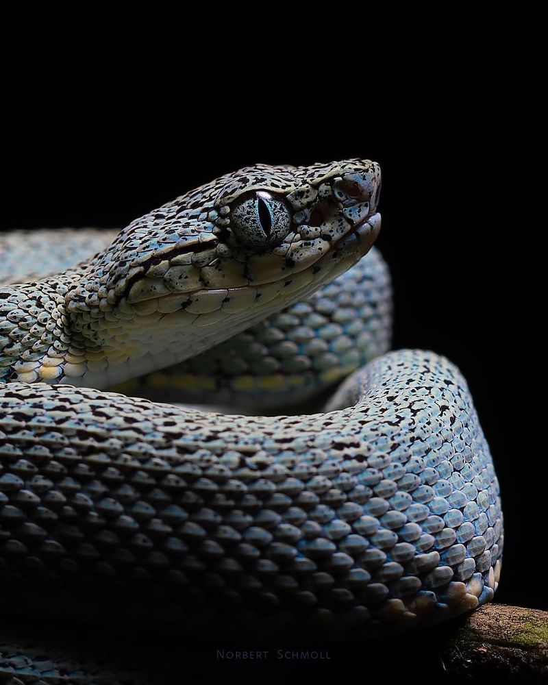 A two-lined forest pit viper