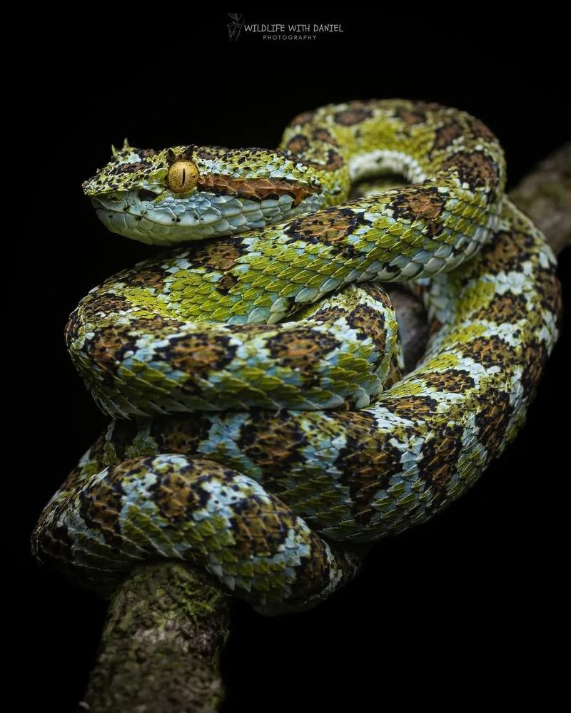 A Blotched eyelash-pitviper with yellow eyes, over a tree branch with a black background 