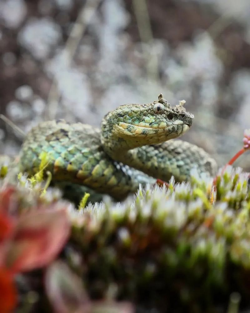 an Emerald horned pit viper