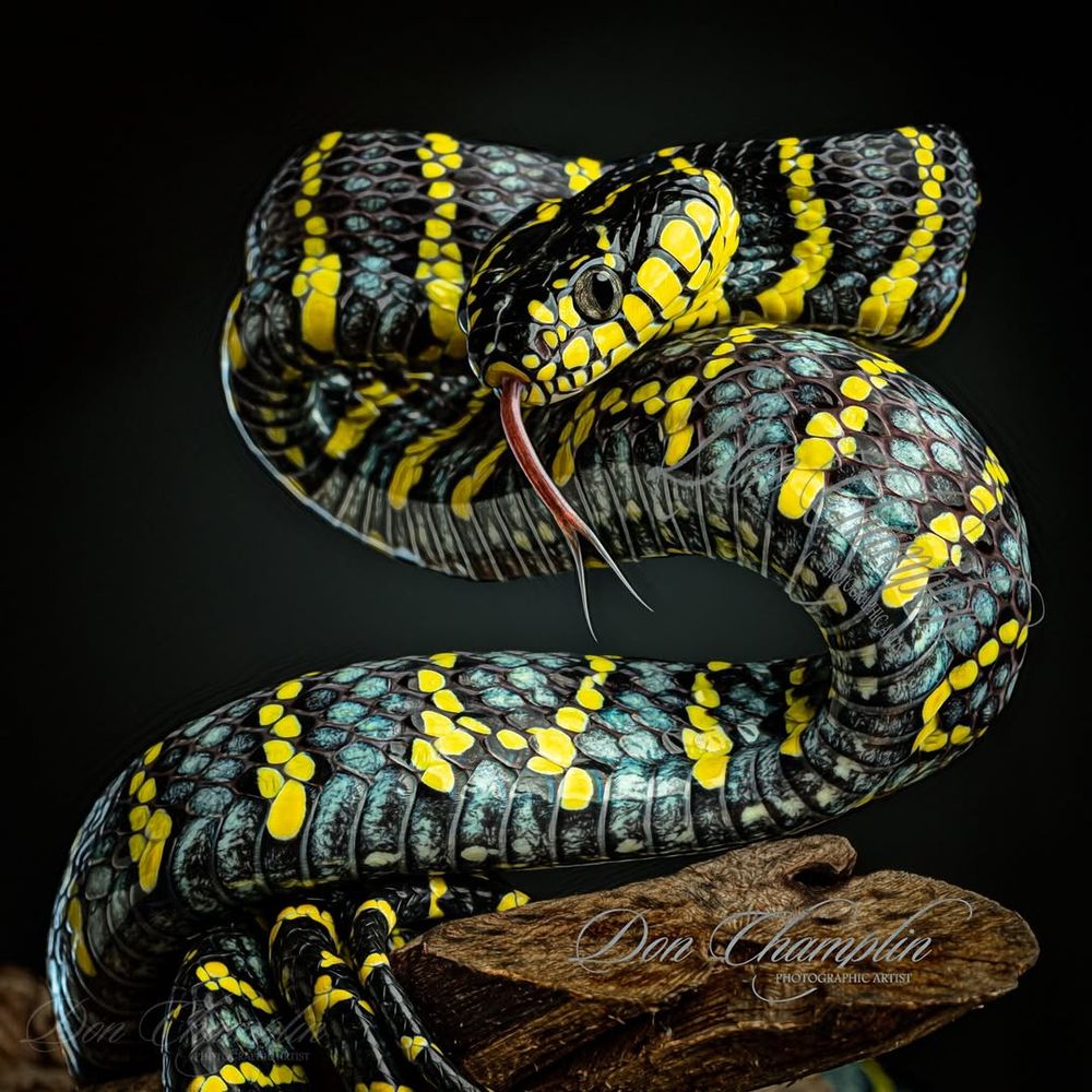 a Mangrove Snake curled 