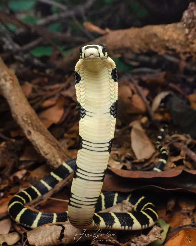 A neonate of a King Cobra 
