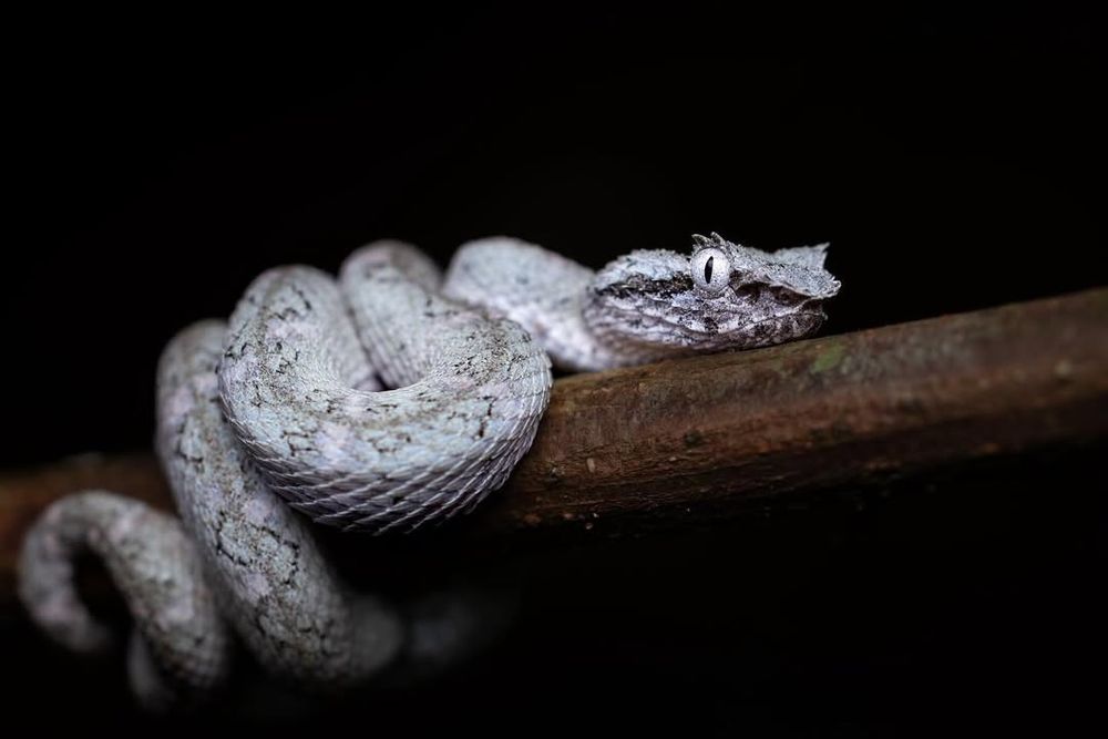White Central American Eyelash Viper