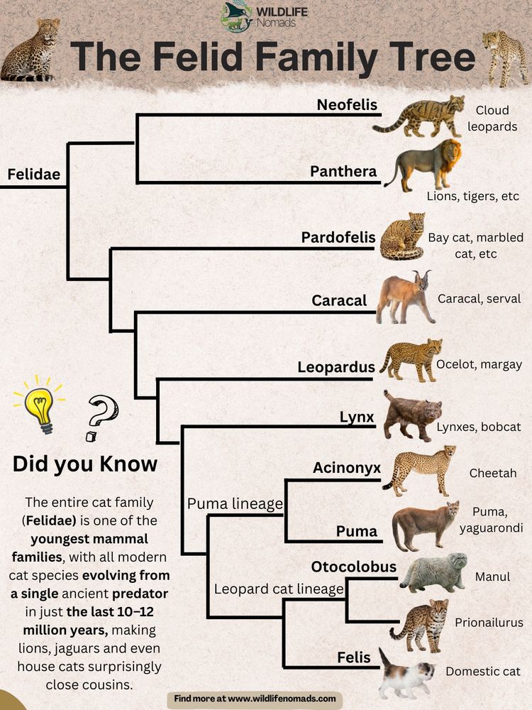 evolution of cats infographic showing family relations