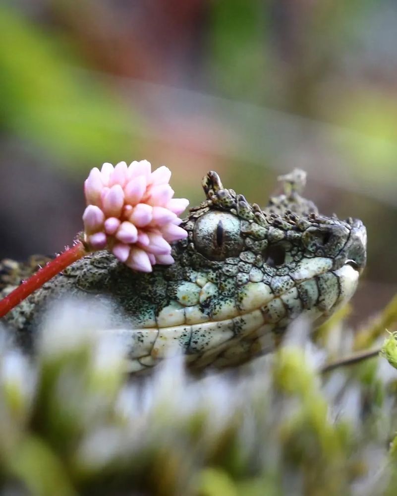 close up of an Emerald horned pit viper with a flower on its head