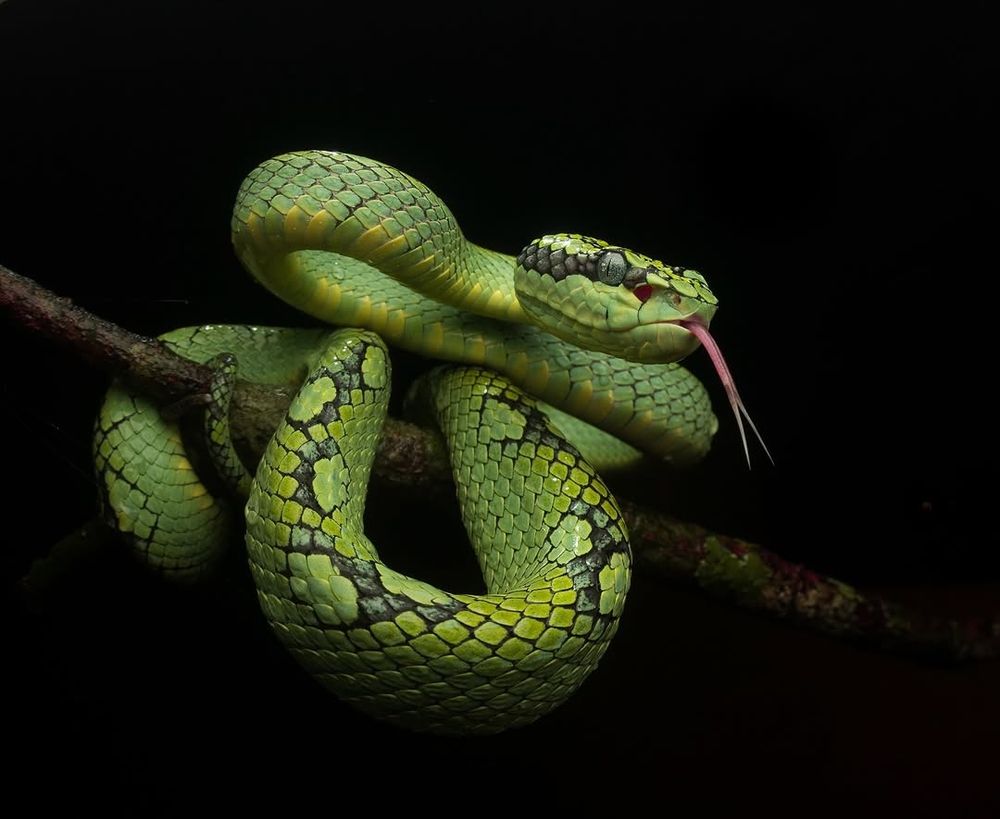 A Sri Lankan pit viper curled over a tree branch