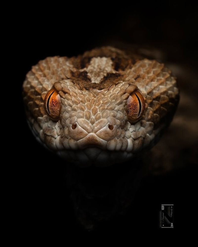 A saw scale viper